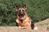 BERGER ALLEMAND 1197